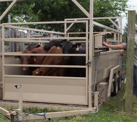 Mobile Group Livestock Scale MAS M