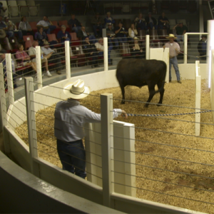 SURVIVOR® LV Livestock Ring Scale