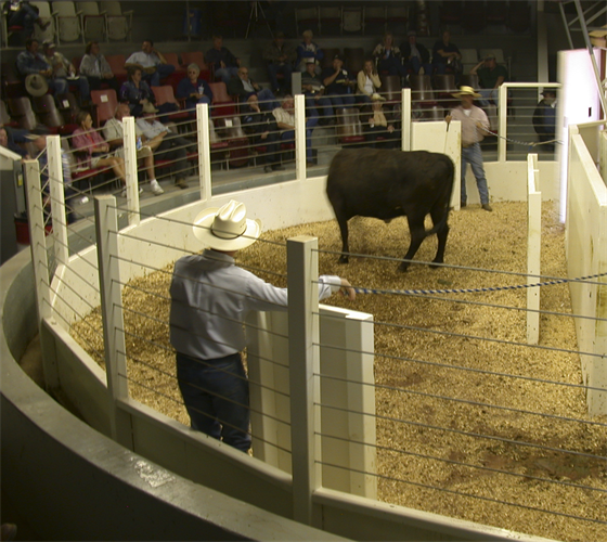 SURVIVOR® LV Livestock Ring Scale